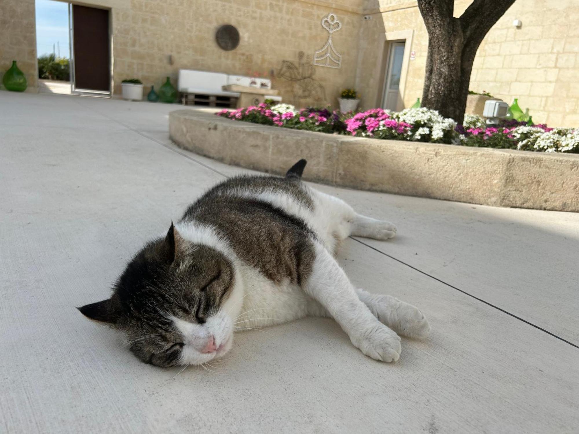 Masseria Spiga Gravina in Puglia Ngoại thất bức ảnh