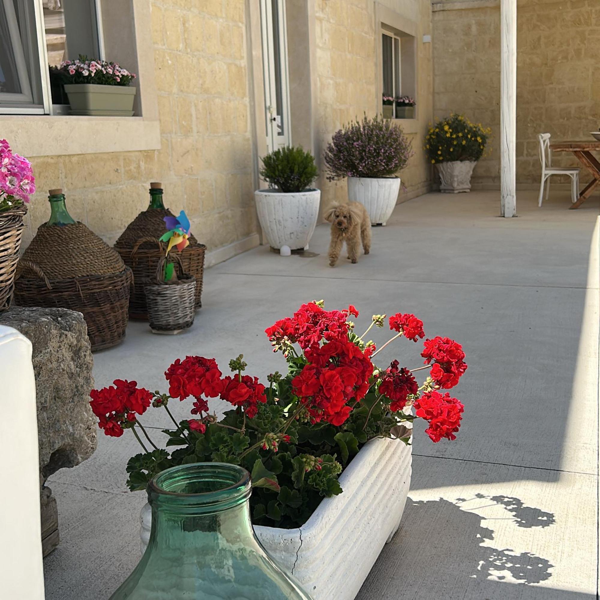 Masseria Spiga Gravina in Puglia Ngoại thất bức ảnh